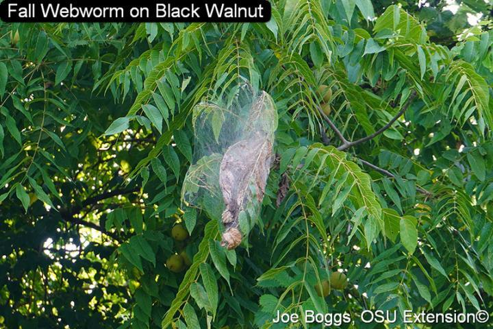 Fall Webworm on black walnut tree